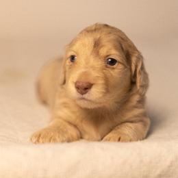 Cream dapple girl - Dapple female Dachshund puppy in Denison, Texas from Rising Dawn Dachshunds