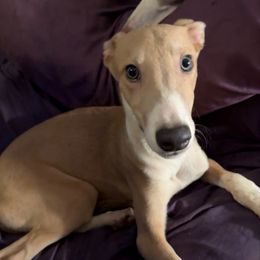 Stewart - Blue fawn male Greyhound puppy in Florida from Running to Stand Still (RTSS)