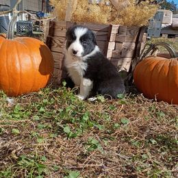 Chet - Black and white male Border Collie puppy in Dundy County, Nebraska from Stag Valley Homestead