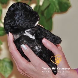 Cockapoo Puppies from Chesley Hill Cockapoos