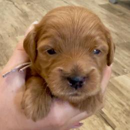Pink tiny - Apricot female Goldendoodle puppy in Mesa, Arizona from Tails and Trails Doodles