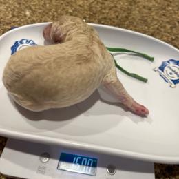 Dallas - Cream male Poodle puppy in Mobile, Alabama from Semmy’s Standard Poodle LLC
