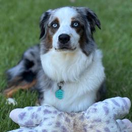 Finley - Blue merle male Miniature Australian Shepherd puppy in Asheboro, North Carolina from Stellar Aussies