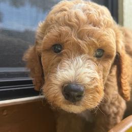 Boy 1 - Red  male Goldendoodle puppy in Bogue Chitto, Mississippi from Valentine Kennels
