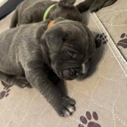 Lord Maximus - Gray male Cane Corso puppy in Dunnellon, Florida from High Royal Kennel