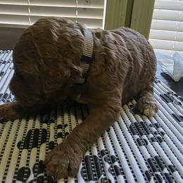 Boy 1 - male Poodle puppy in Summit, Mississippi from poodles and doodles llc
