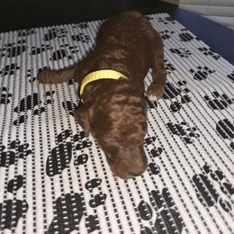 Boy 3 - male Poodle puppy in Summit, Mississippi from poodles and doodles llc