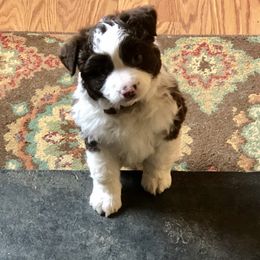 Miniature Australian Shepherd Puppies from Copper Line Aussies