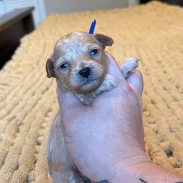 Malibu - Red  male Poodle puppy in Wharton, Texas from In the Red Poodles