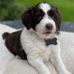 Girl 6 - Brown and white female Aussiedoodle puppy in Houston, Texas from Waggin’ R Tails