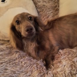 Same - Dachshund