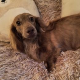 Same - Dachshund