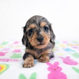 Black and tan dapple 1 (3208.56) - Dapple female Dachshund puppy in Belle Rive, Illinois from Akin's Miniature Dachshunds, LLC