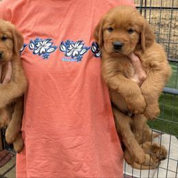 Therapy boy - Dark golden male Golden Retriever puppy in Sacramento Area, California from Gold Country Golden Retrievers