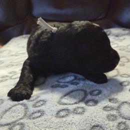 CAPONE - Phantom male Poodle puppy in Aurora, Colorado from Simply Amazing Doodles