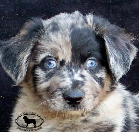 Aussiedoodle, Australian Shepherd, and Miniature Australian Shepherd Puppies from God’s Little Aussies