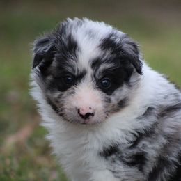 Brave - Blue merle male Border Collie puppy in Tylertown, Mississippi from Cool Meadow Farms