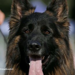 Champ - German Shepherd