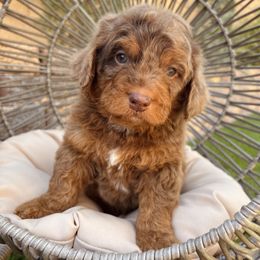 Bernedoodle and Goldendoodle Puppies from Dose of Doodles
