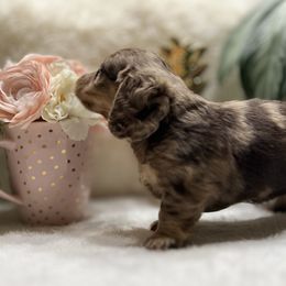 Dachshund Puppies from Southern Sash Doxies