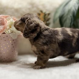 Dachshund Puppies from Southern Sash Doxies
