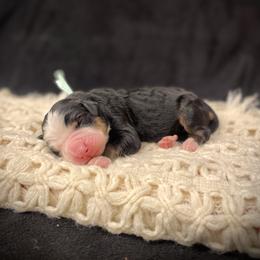 Rowan - Tri-color male Bernedoodle puppy in Idaho from Bernese By Barzees