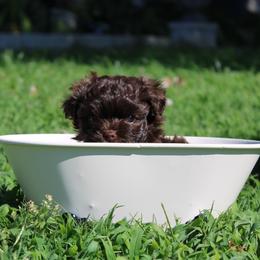 Russian Tsvetnaya Bolonka Puppies from Pink Lotus Kennels