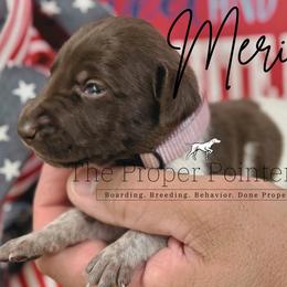 Merica - female German Shorthaired Pointer puppy in Six Mile, South Carolina from The Proper Pointer Co.
