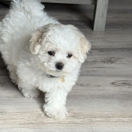Bichon Frise Puppies from My Beautiful Bichons