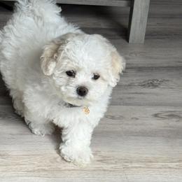 Bichon Frise Puppies from My Beautiful Bichons