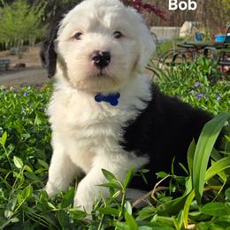 Bob - Gray and white male Old English Sheepdog puppy in Sutherlin, Oregon from Sapphire Eyes Sheepdogs