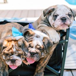 Bulldog puppies from CARRIE FARRELL