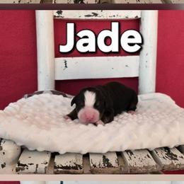 Jade - Tri-color female Bernese Mountain Dog puppy in Independence, Virginia from Thornton Bernese Mountain Dogs