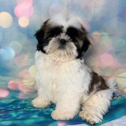 Jiffy - Red and white male Shih Tzu puppy in Morrisville, Missouri from Sweetbriar Shih Tzu