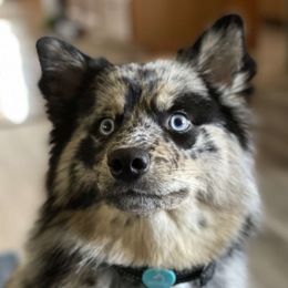 Maze - Pomsky