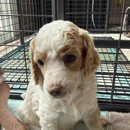 Daisy - Parti female Poodle puppy in Peyton, Colorado from Fuzzybottoms Ranch LLC
