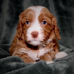 Romanoff - Apricot male Australian Labradoodle puppy in Stanwood, Washington from Victoria Creek Australian Labradoodles