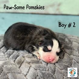 Boy 2 - Black and white male Pomsky puppy in Krum, Texas from Paw-Some Pomskies