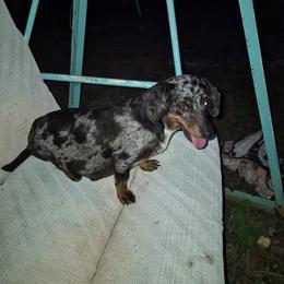 Lacey - Dachshund