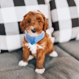 Usopp - Red  male Goldendoodle puppy in Springville, Utah from Happy Doodle