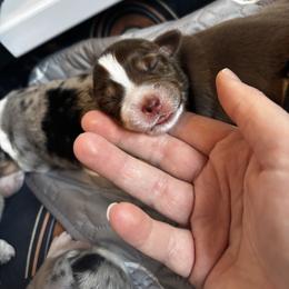 Cupid - Red tri-color female Miniature American Shepherd puppy in Henrietta, New York from Morning Glory Minis