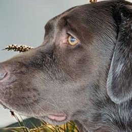 Molly - Labrador Retriever