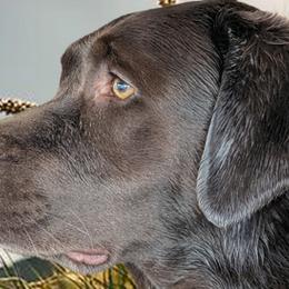 Molly - Labrador Retriever