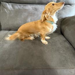 Chloe - Dachshund