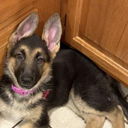 German Shepherd All Grown Up from Debra Grieco German Shepherds