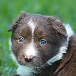Red girl 1 - Red female Border Collie puppy in Tylertown, Mississippi from Cool Meadow Farms
