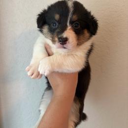 4 - Black and white female American Corgi puppy in Boyd, Texas from Barker's Corgis