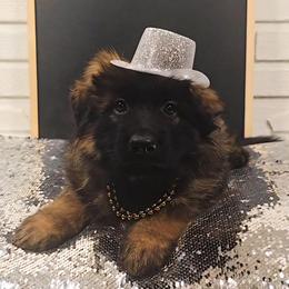 Timber - Sable male German Shepherd puppy in Tippecanoe, Indiana from Mächtiger Barkerheim