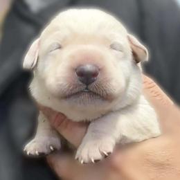 Little Winter Spirit - Yellow male Labrador Retriever puppy in Baldwin City, Kansas from Hedge Lane Labradors