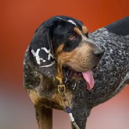 Sally  - Bluetick Coonhound